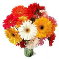 Send Mid Night Flowers to Chennai