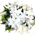 Flowers to Chennai : Send Lily Flowers to Chennai