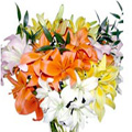 Flowers to Chennai : Mixed Lily Flowers to Chennai