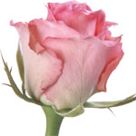Valentine Flowers to Chennai, Send Flowers to Chennai